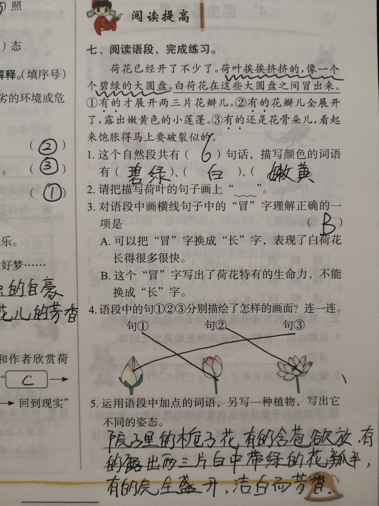 三年级下册语文荷花预习笔记,星凝老师