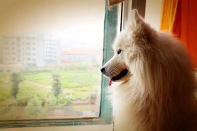 狗狗独自在家能待5天会怎样,每次狗狗自己在家都在想些什么呢