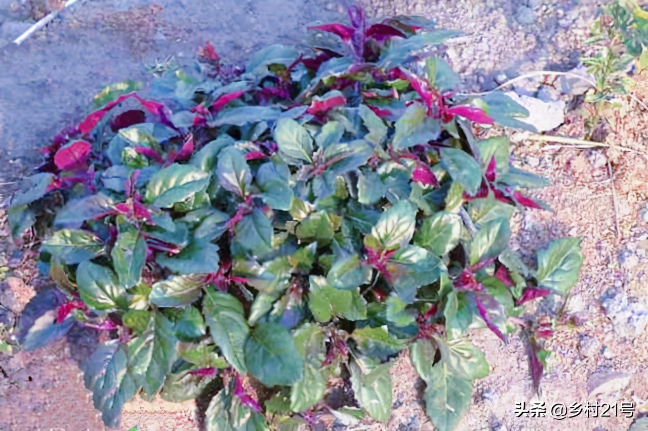 一种紫色野菜,农村常见的野菜最补血的