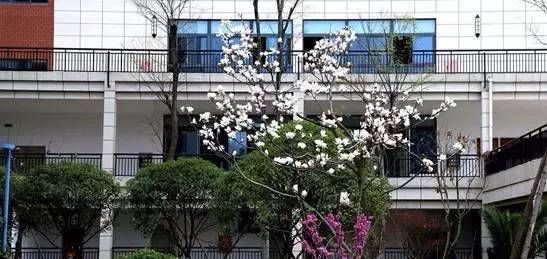 绵阳富乐中学富乐国际,为什么选择绵阳富乐国际学校