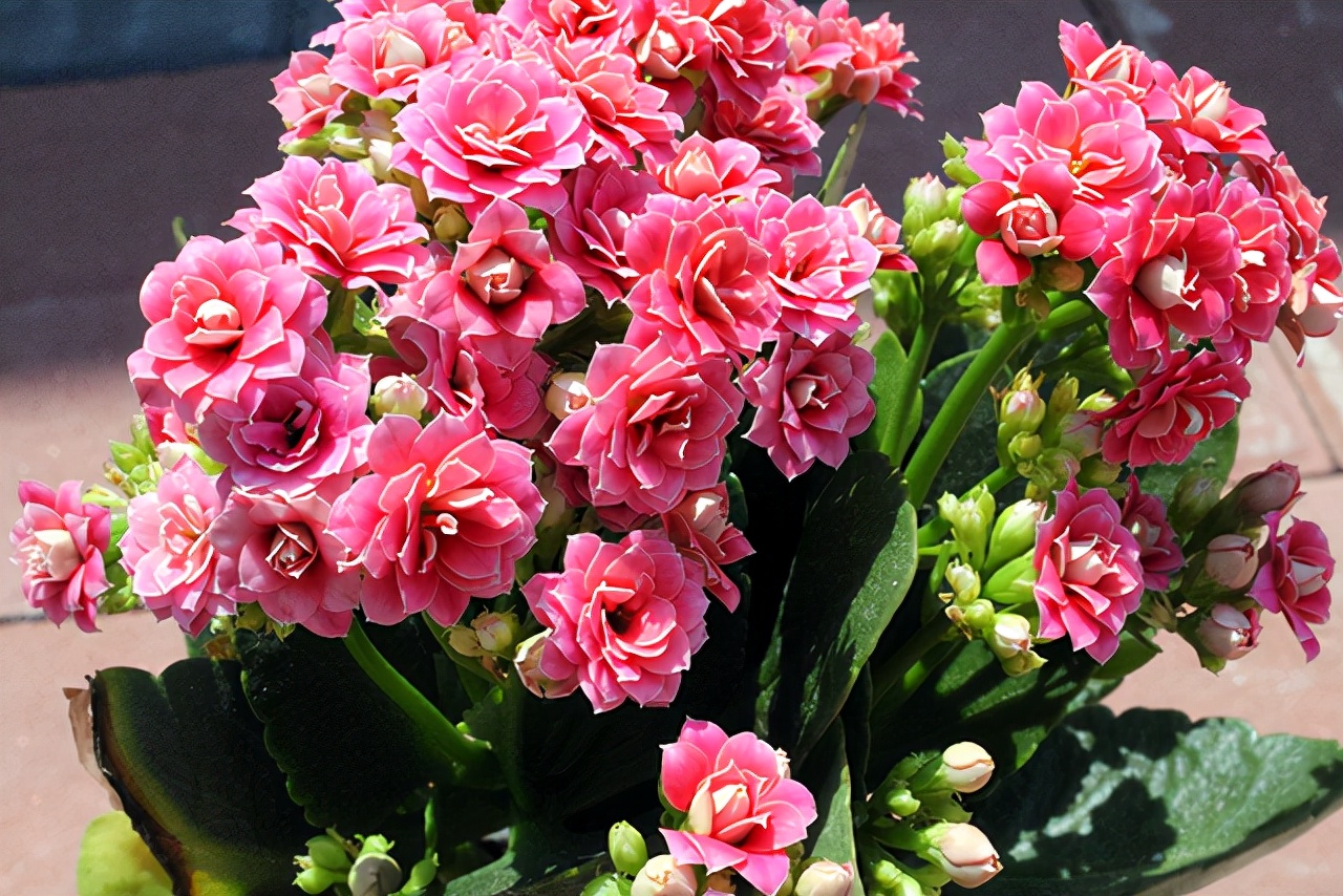 十月适合养什么花,十月现在季节养什么花不怕冷