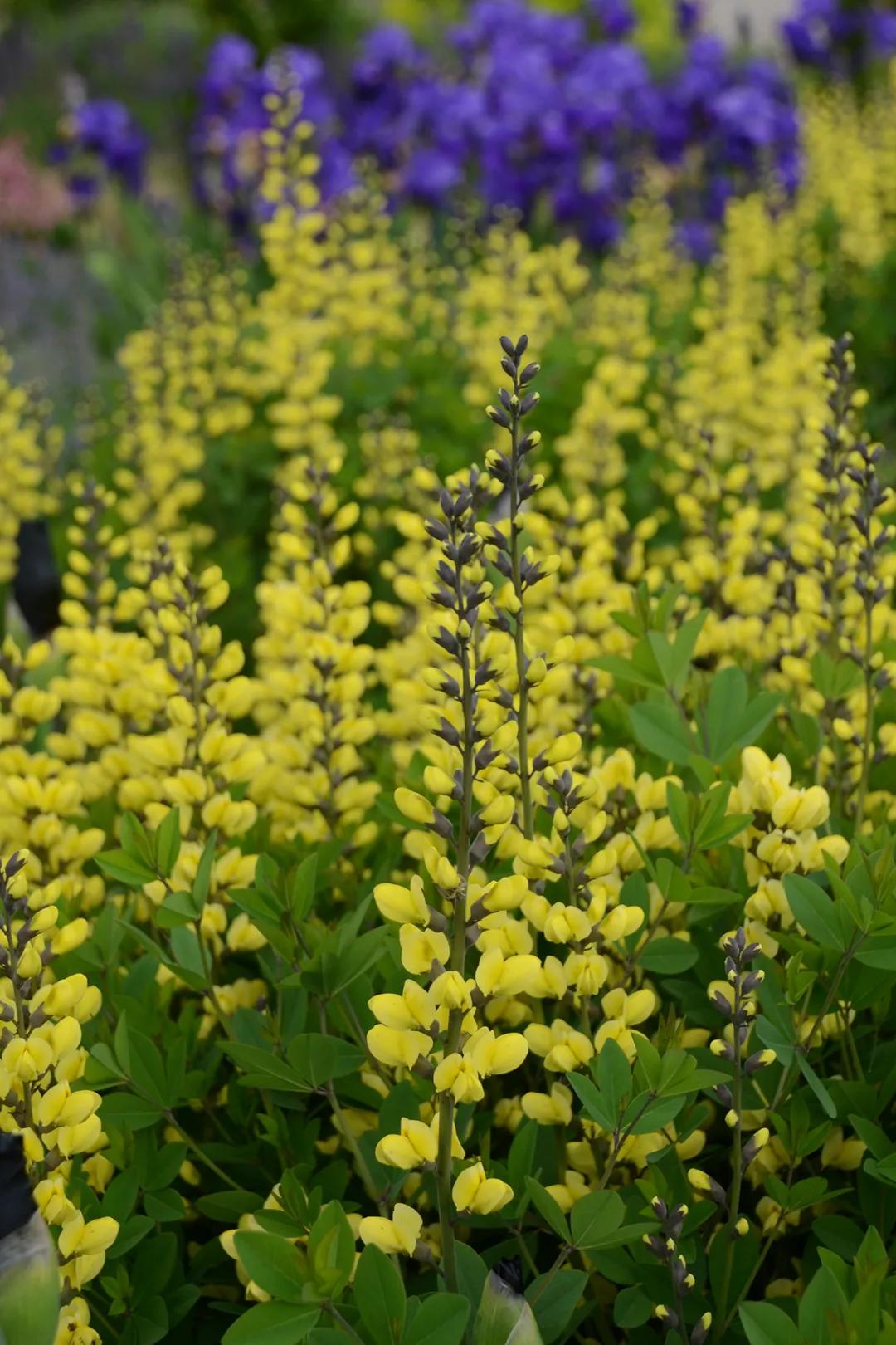 这43个来自世界各地的新品种，快来看看有没有你的菜