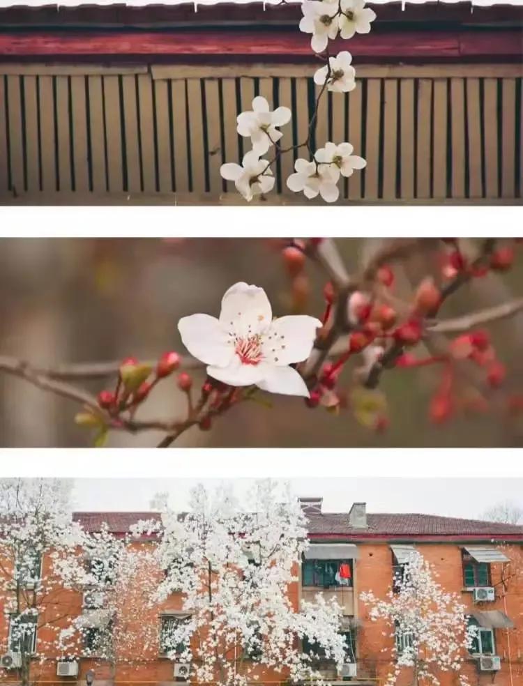 安徽合肥大学二本院校,安徽二本高校