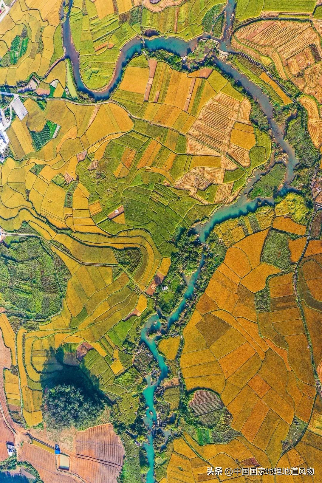 中国种水稻的省份地图,14亿大米图片