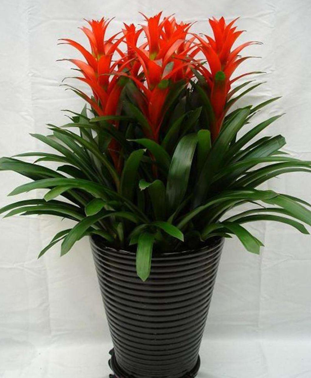 鸿运当头养什么花好,鸿运当头用什么花盆养是最合适的