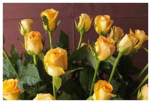 假日公主玫瑰花,玫瑰花温馨又浪漫