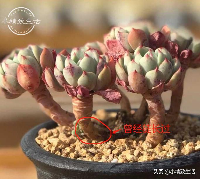 多肉徒长了如何进行处理,多肉徒长的原因和解决方法