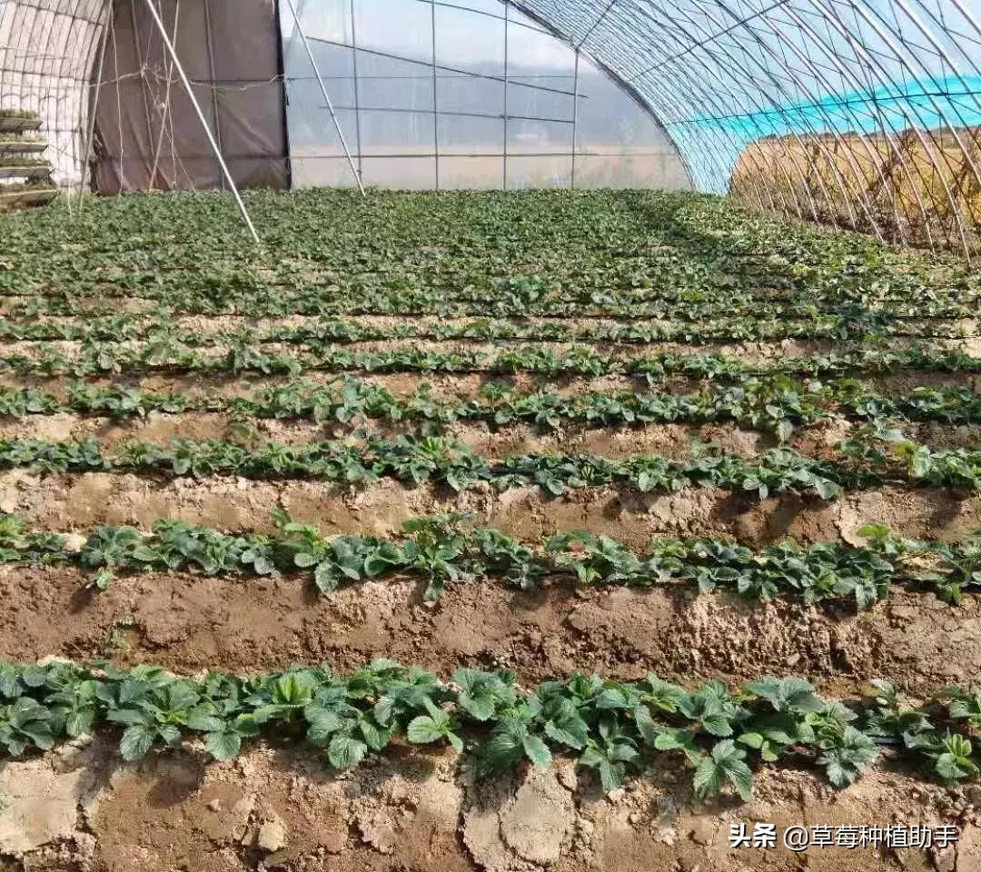 这个季节草莓怎么养护,3月草莓如何增甜