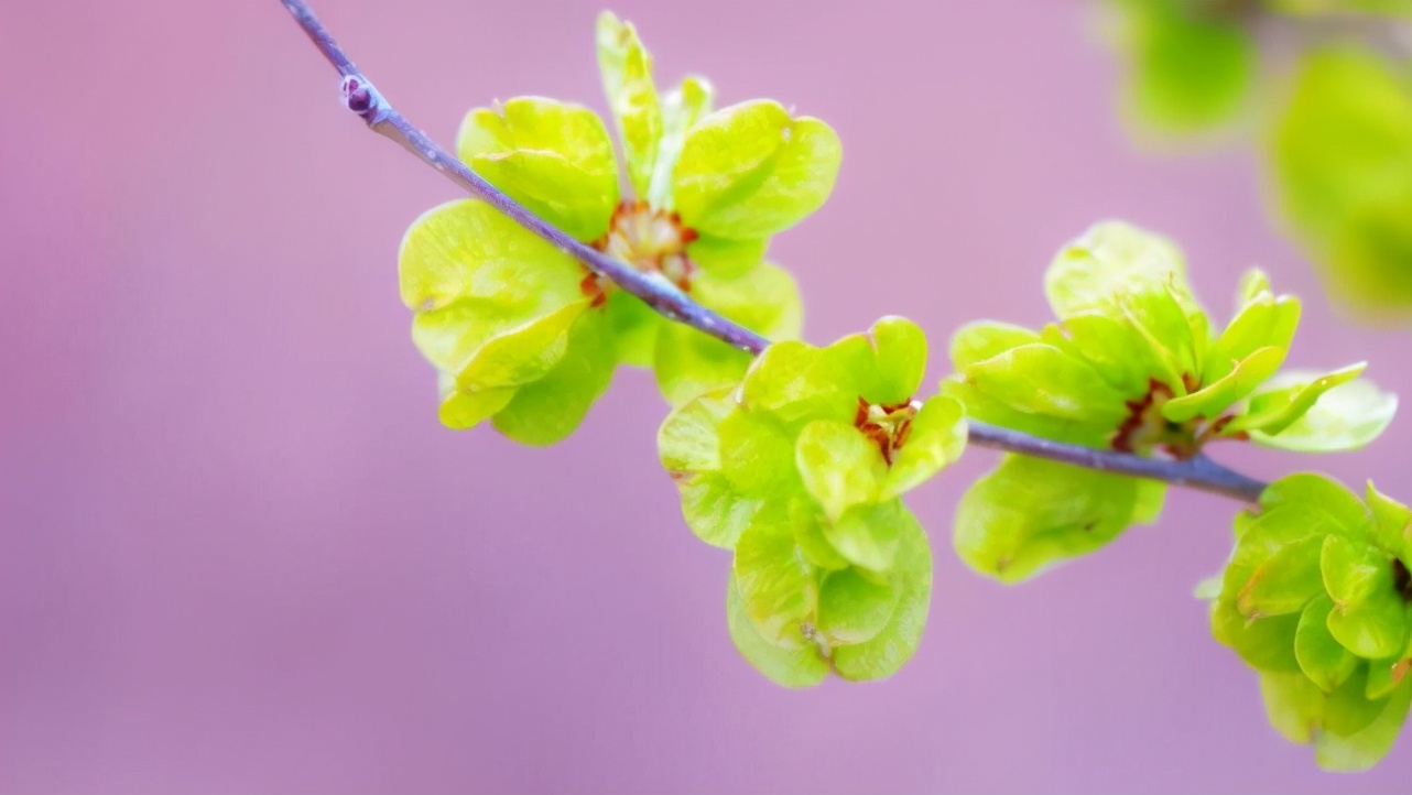 十二星座里哪个星座脾气最爆,看似没脾气实际脾气很大的星座