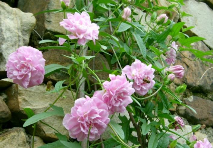 哪种爬墙花最香最好看又好养活,爬墙系列花