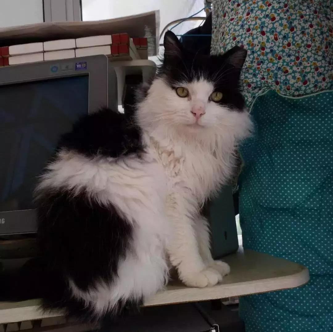 给它们一个家|线上宠物领养日,201903102