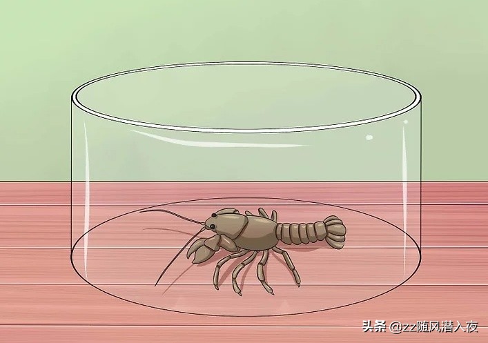 如何养小龙虾视频教程,怎么饲养小龙虾小龙虾吃什么