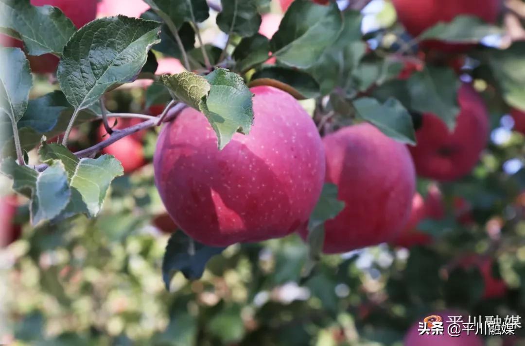 平川苹果手机专卖店,平川苹果店