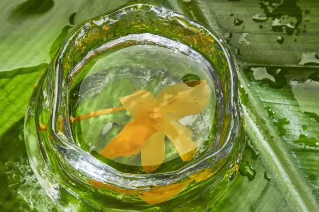 她住在西双版纳17年，再造6666亩雨林，做出了独一无二的茶