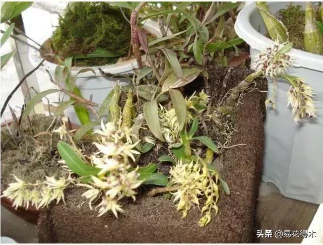 珍虫石斛什么档次,珍虫石斛花的介绍