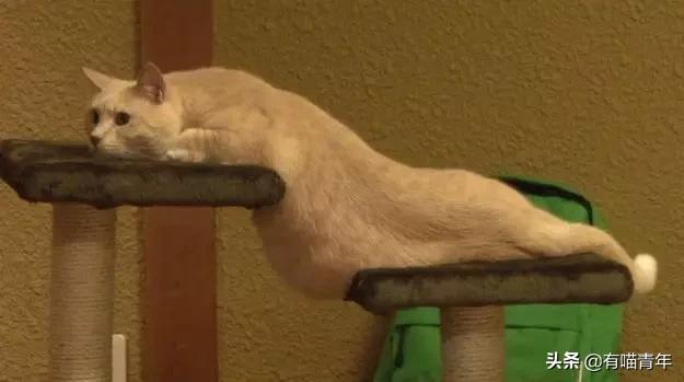 众所周知猫是液体吗,众所周知猫都是液体