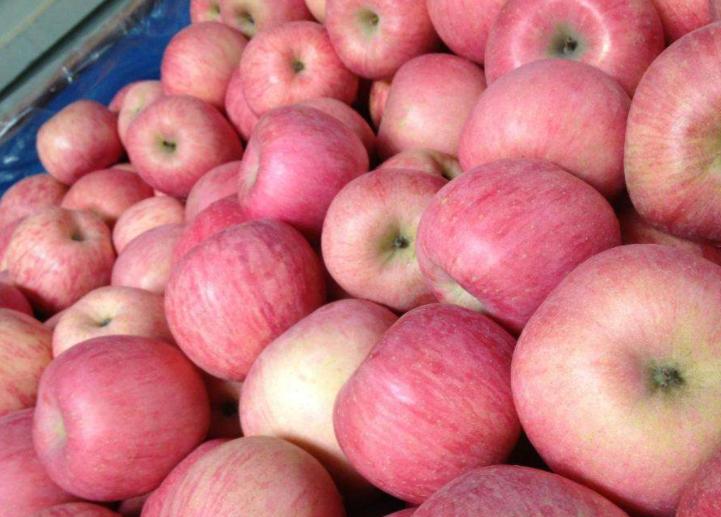 为什么刚摘的苹果没那么甜,为什么苹果看起来好的吃起来烂的