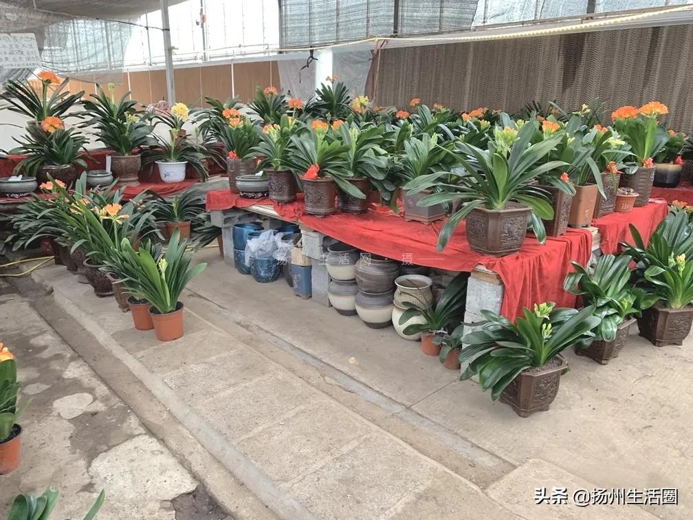 2元花盆批发清仓,2元花卉批发市场