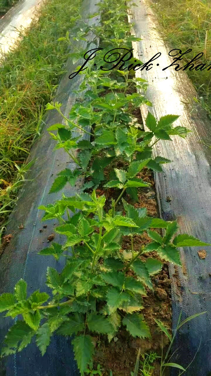 如何种野生树莓,树莓果的种子怎么种植