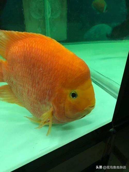 血鹦鹉的饲料能喂给银龙鱼吃吗,血鹦鹉每天喂增红饲料都没事吧