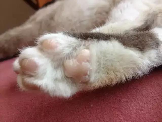 猫咪脖子里游动的肉球,猫咪肉球正常是热的吗