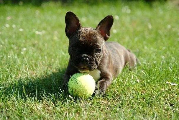 法国斗牛犬为什么臭,斗牛犬拉屎臭不臭