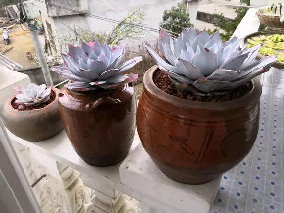 变废为宝可乐花盆手工制作幼儿园,变废为宝的创意花盆自己手工制作