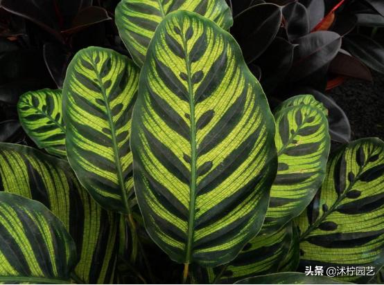 孔雀身体发白,孔雀竹芋矮小