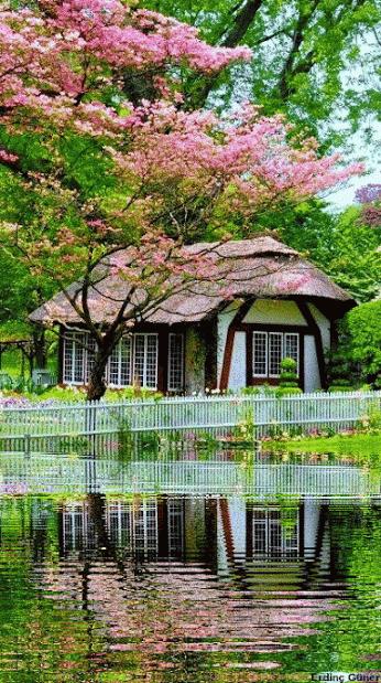 50张极致水中花美照!绝世千年!一次一张!(速看)