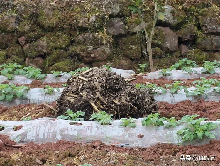 正宗恩施炕土豆摆摊,恩施炕土豆哪里卖的好吃