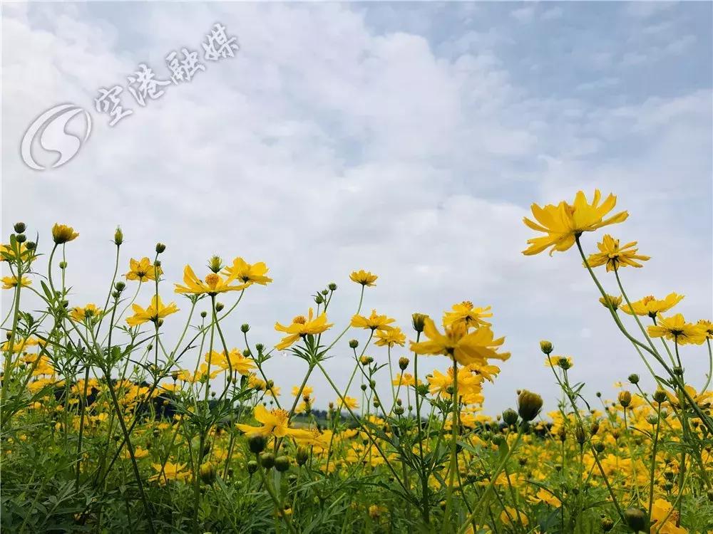 双流空港花田最新进展,双流空港花田开放了吗最新回复