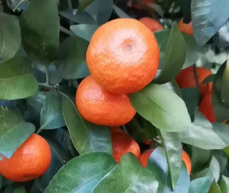 柑橘增甜的五种方法,柑橘转色原理及增甜办法