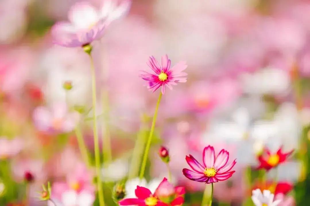 深圳十大免费花海公园,深圳红花山公园粉黛花海