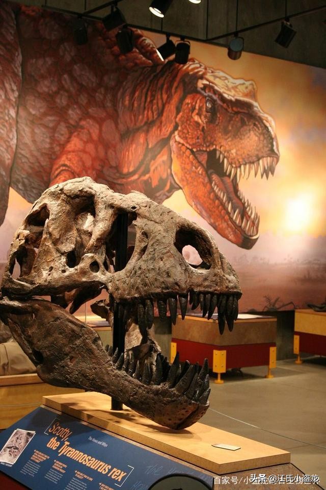 霸王龙和巨齿鲨的咬合力哪个厉害,4个霸王龙的咬合力加起来有多大