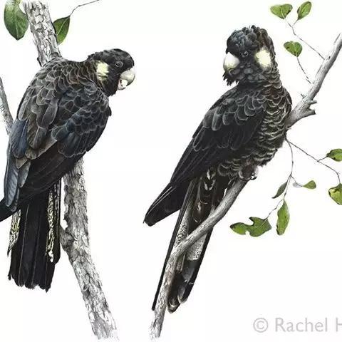 画鸟彩铅教程,画鸟彩铅