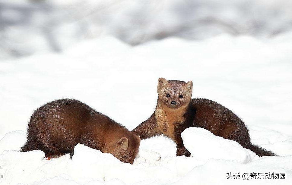 脾气暴躁却是“爱子狂魔”，且看东北三省的这种美丽生灵！
