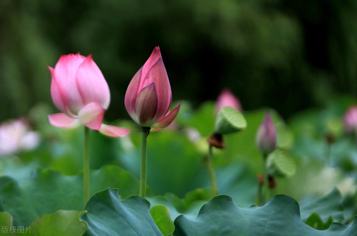 非法吸收公众存款复投如何认定,如何规避非法吸收公众存款罪