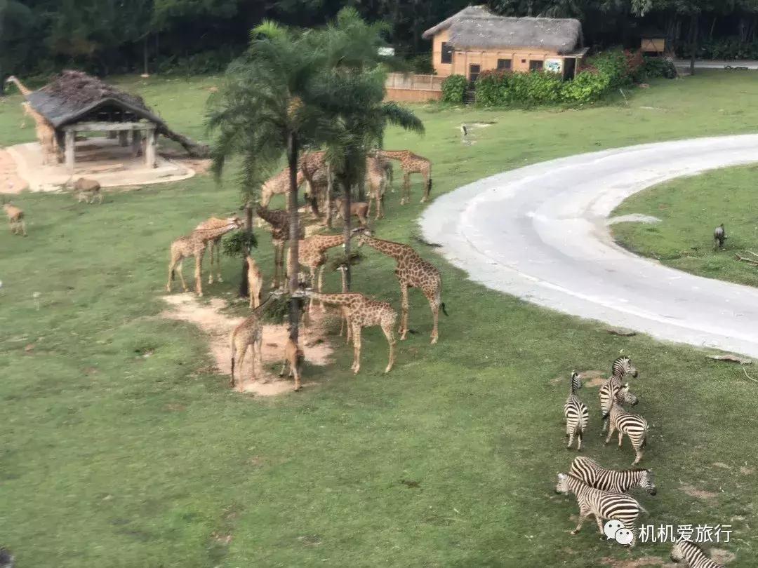 珠海长隆和广州长隆旅行攻略,珠海长隆和广州长隆旅游攻略区别