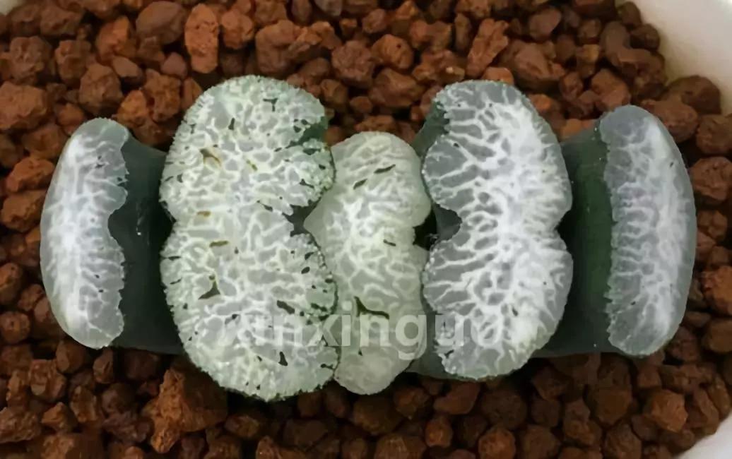 郭氏---台湾行之李瑞斌大棚及布楚礼多肉植物园游记