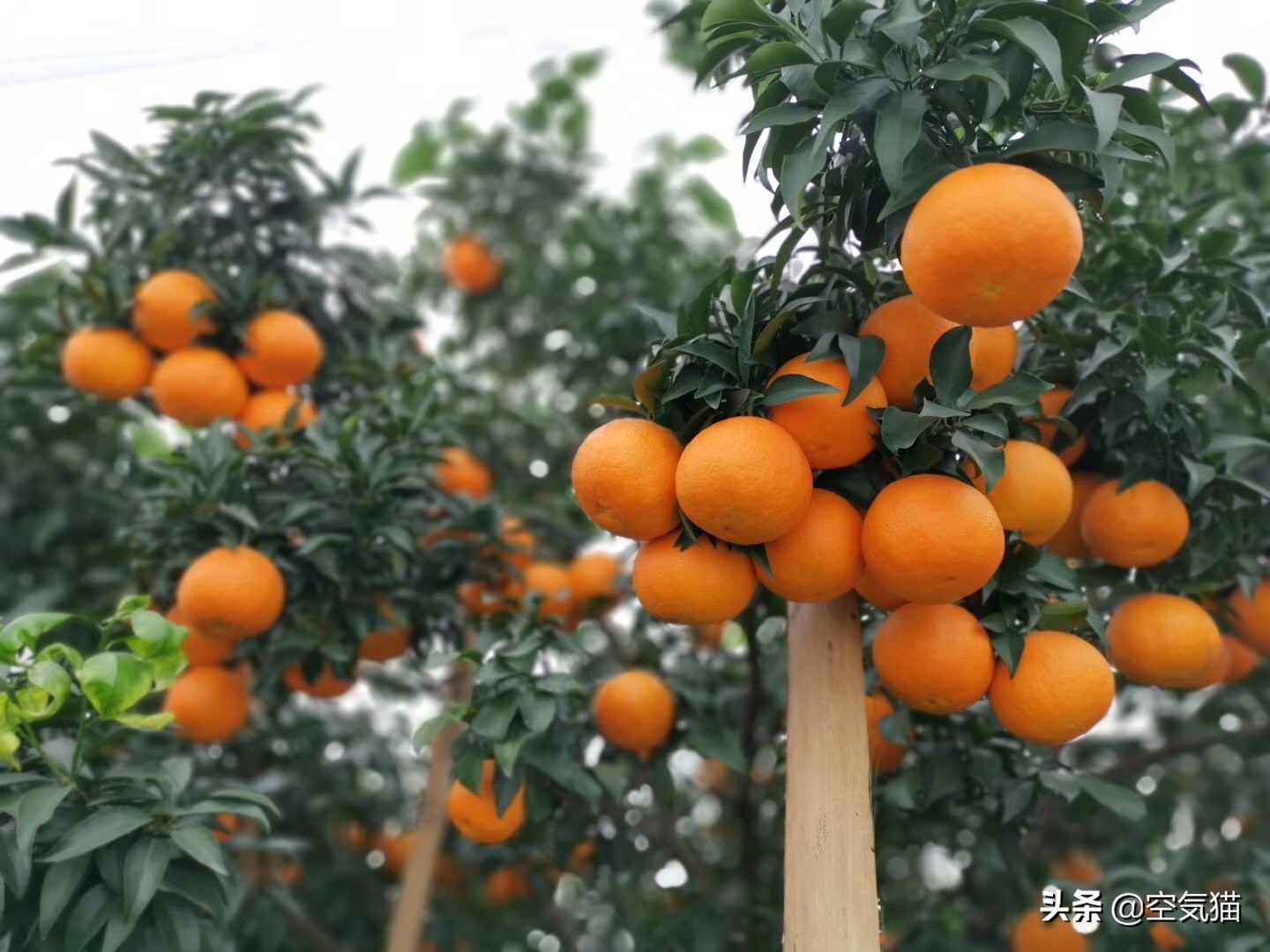 爱媛果冻橙38号和28号有什么区别,爱媛果冻橙手动榨汁机