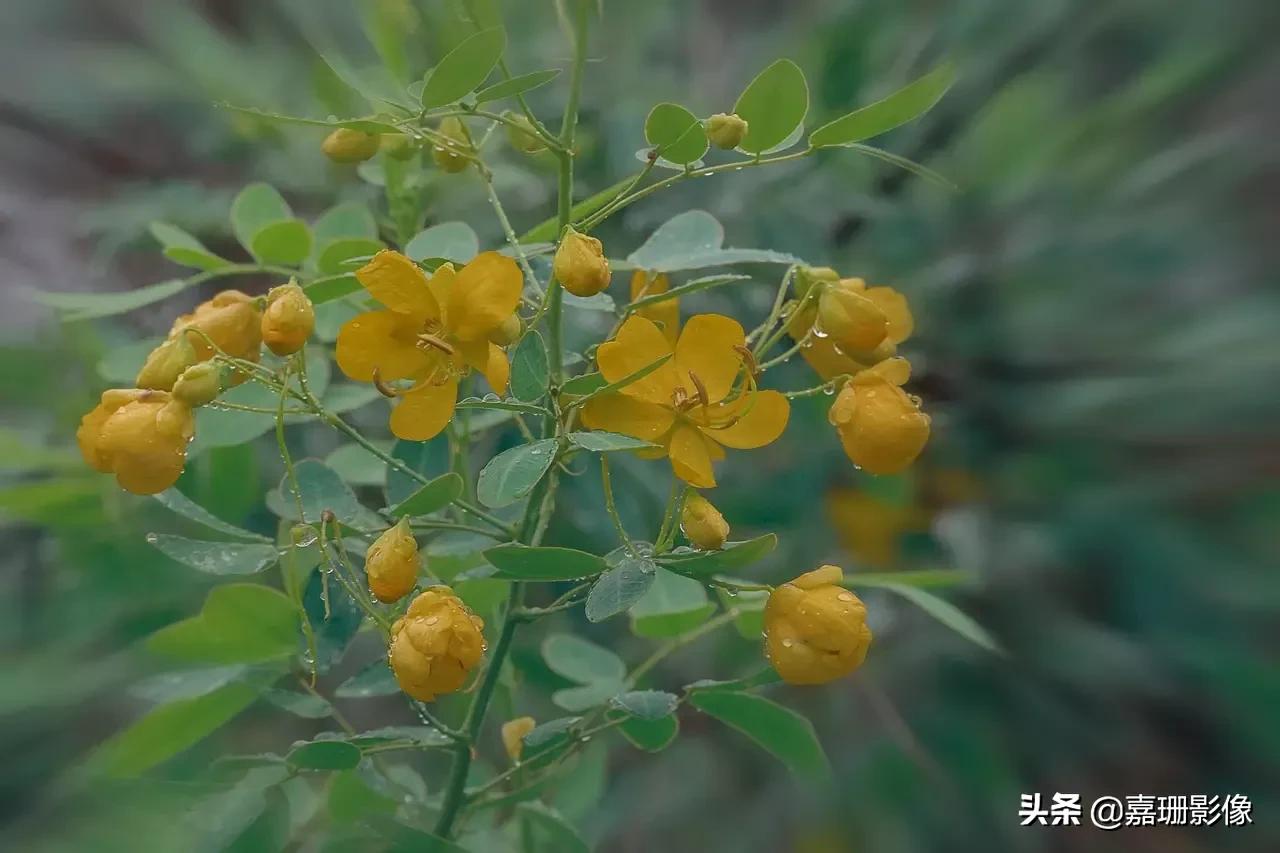 看看花容,听听花语2020年我镜头里的百种花卉