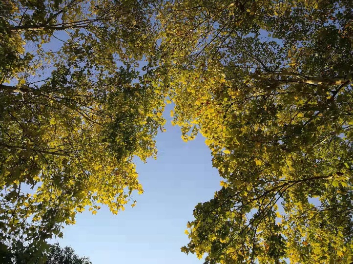 缤纷秋色枫树,树叶金黄色的风景树有哪些