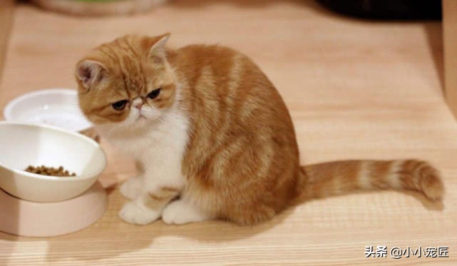 喵星人为什么尝不出甜味,喵星人最喜欢吃什么