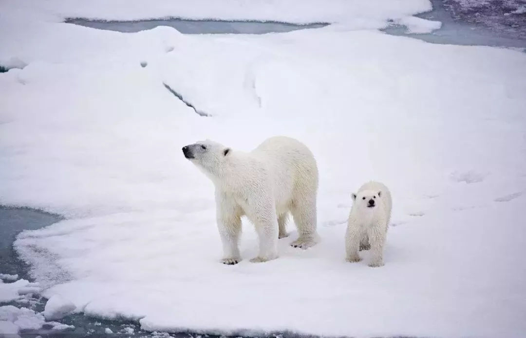 双十一代购降价,双十一代购商品降价吗