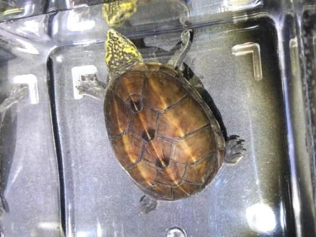 治愈观赏龟,龟宠知识