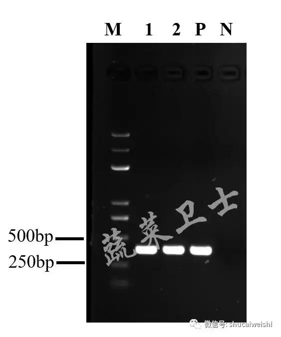 番茄细菌性斑点特别严重怎么办,番茄细菌性髓部坏死病和溃疡病