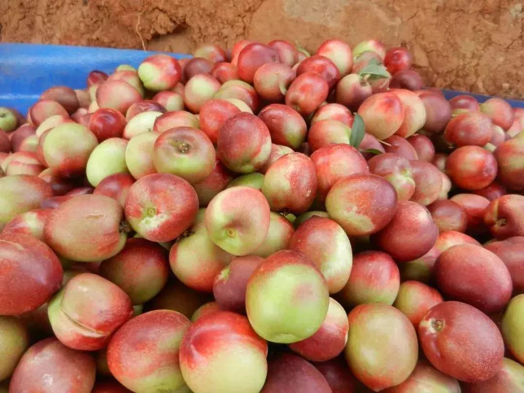 攀枝花务本油桃基地,攀枝花务本油桃采摘园