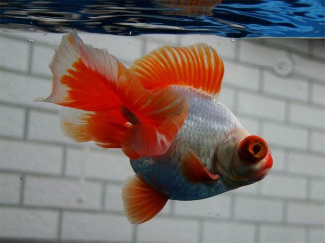 哪种金鱼最好养还可以长大,哪种金鱼最容易养活个头小