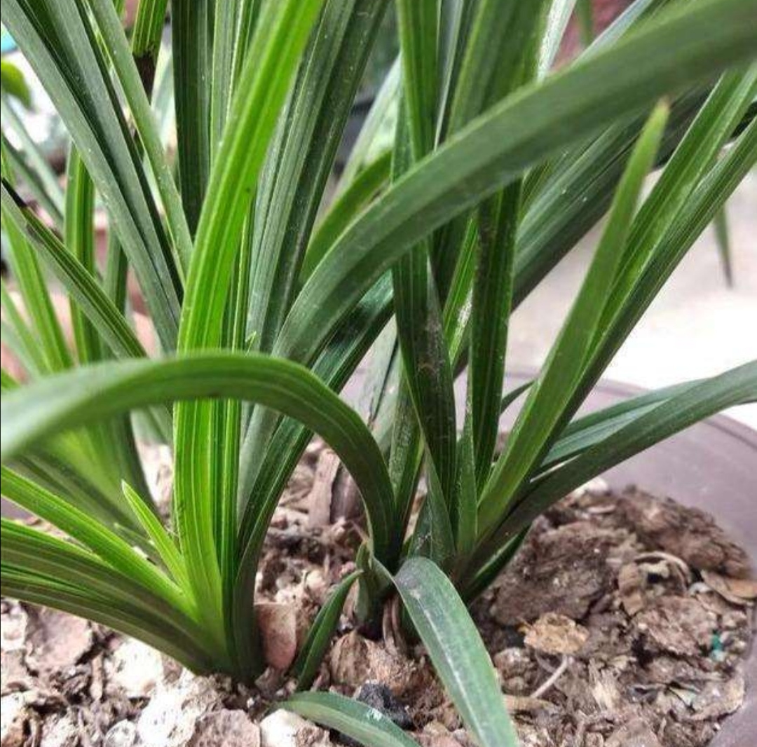 兰花用兰花专用土怎么养护,新手养兰花需要什么植料能养活