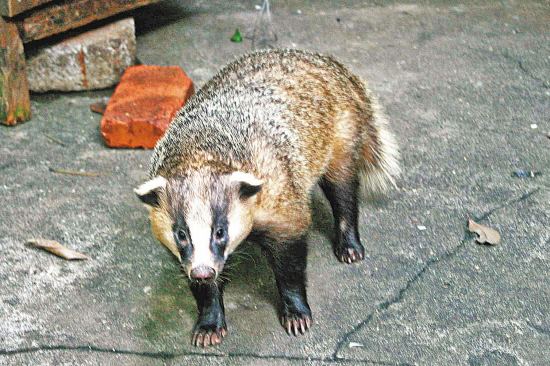 换换口味,去农村打野,跑不掉的野味你可以尝尝